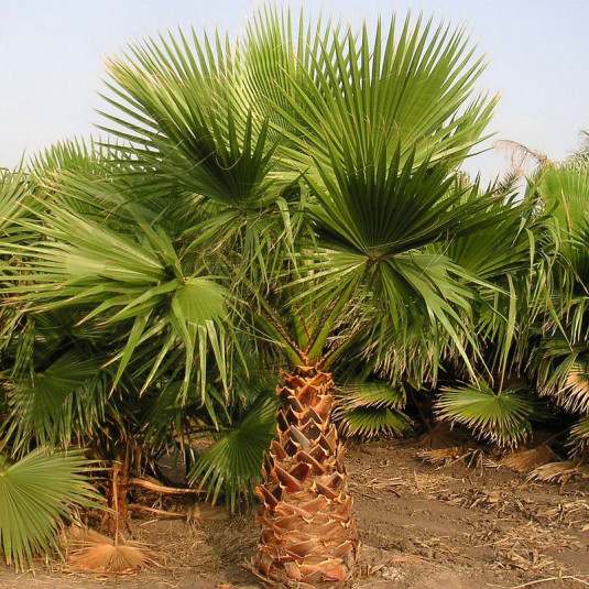 Washingtonia robusta - Palmier du Mexique