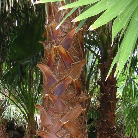 Washingtonia robusta - Palmier du Mexique