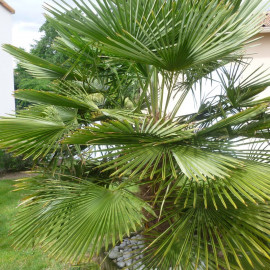 Trachycarpus fortunei - Chamaerops excelsa - Palmier chanvre