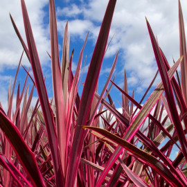 Cordyline 'Pink Fire' - Dracaena australis rouge