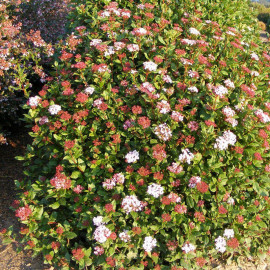 Viburnum tinus 'Eve Price' * - Laurier tin rose