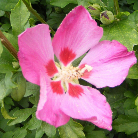 Hibiscus syriacus 'Hamabo' - Mauve en arbre rose