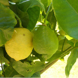 Citronnier 4 saisons - Citrus lemon - Citronnier persistant - Citron jaune