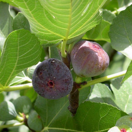 Ficus carica 'Rouge de Bordeaux' - Figuier à fruits - Figue comestible pastillère