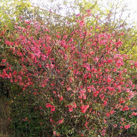 Chaenomeles speciosa 'Falconnet Charlet' - Cognassier du Japon rose