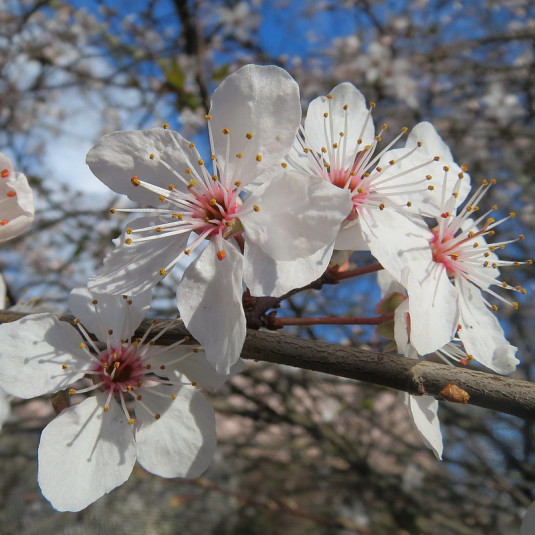 Prunus avium - Merisier des oiseaux - Cerisier sauvage