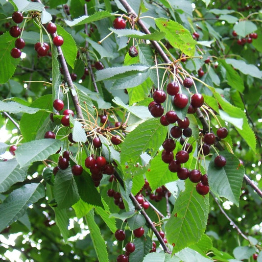 Merisier Des Oiseaux Prunus Avium Vente Cerisier Sauvage merisier-des-oiseaux-prunus-avium-vente-cerisier-sauvage