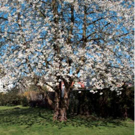 Prunus avium - Merisier des oiseaux - Cerisier sauvage