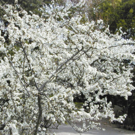 Prunus spinosa - Prunellier - Epine noire