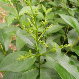 Ligustrum japonicum - Troène du Japon