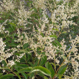 Ligustrum japonicum - Troène du Japon
