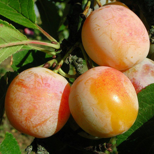 Prunier 'Mirabelle de Nancy' - Prunus domestica jaune