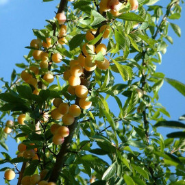 Prunier 'Mirabelle de Nancy' - Prunus domestica jaune