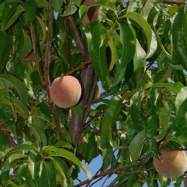 Pêcher 'Amsden' - Prunus persica à chair blanche