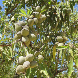 Amandier 'Robjin' - Prunus dulcis 'Robjin' - Amande douce