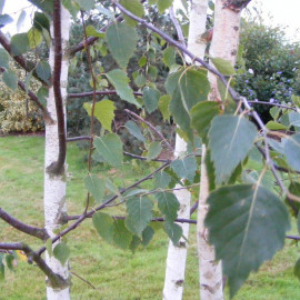 Betula verruquosa - Bouleau commun
