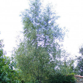 Betula verruquosa - Bouleau commun