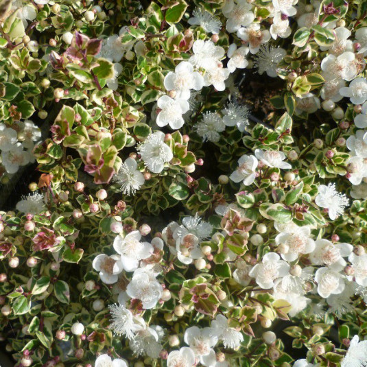 Luma apiculata 'Glanleam Gold' - Myrte blanc parfumé - Luma panaché