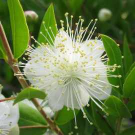 Myrtus communis - Myrte commun blanc parfumé à baies noires