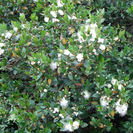 Myrtus communis - Myrte commun blanc parfumé à baies noires