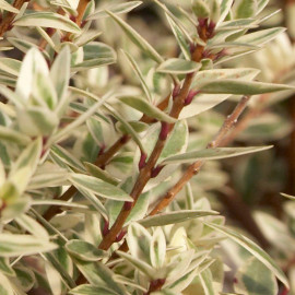 Myrtus communis 'Variegata' - Myrte panaché blanc parfumé
