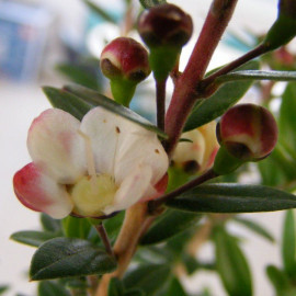 Ugni molinae - Myrte rose parfumé - Goyavier du Chili - Eugenia à fruits rouges