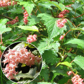 Neillia affinis - Fausse spirée rose