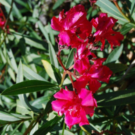 Nerium oleander 'Commandant Barthelemy' - Laurier rose à fleurs double rouge parfumé