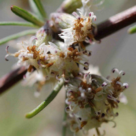 Olearia virgata - Pâquerette en arbre blanc parfumée