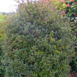 Osmanthus heterophyllus 'Purpureus' - Osmanthe à feuilles de houx pourpre