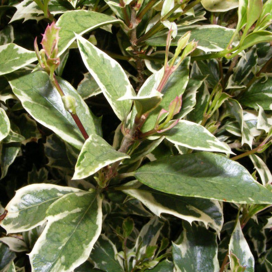 Osmanthus heterophyllus 'Variegatus' - Osmanthe à feuilles de houx panaché