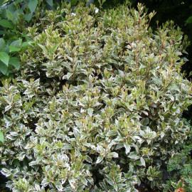 Osmanthus heterophyllus 'Variegatus' - Osmanthe à feuilles de houx panaché