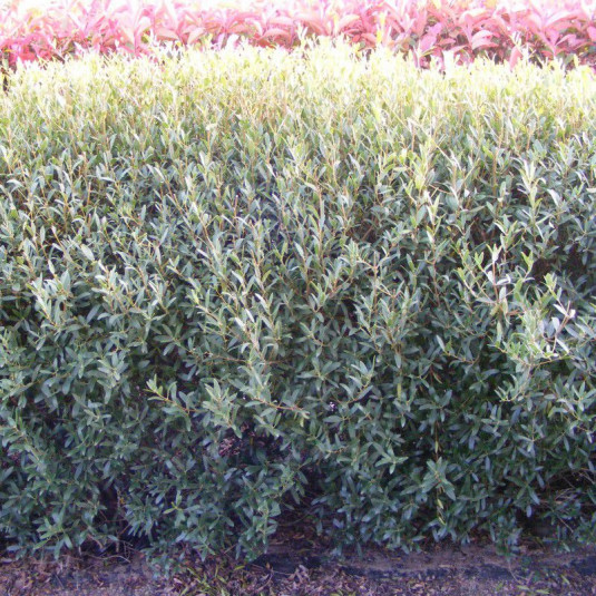 Phillyrea angustifolia - Filaria parfumé - Filaire à feuilles étroites - Alavert