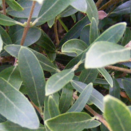 Phillyrea angustifolia - Filaria parfumé - Filaire à feuilles étroites - Alavert