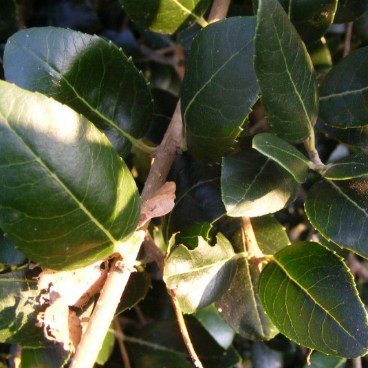 Phillyrea latifolia - Filaria blanc - Filaire à feuilles larges - Alavert parfumé