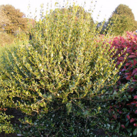 Phillyrea latifolia - Filaria blanc - Filaire à feuilles larges - Alavert parfumé