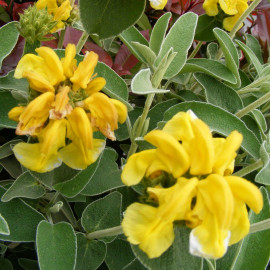 Phlomis fruticosa - Sauge de Jérusalem à fleurs jaunes