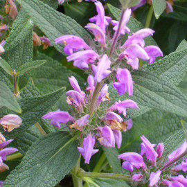 Phlomis purpurea - Sauge de Jérusalem à fleurs roses
