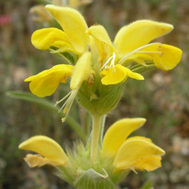 Phlomis fruticosa 'Bourgaei' - Sauge de Jérusalem - Sauge en arbre jaune d'or