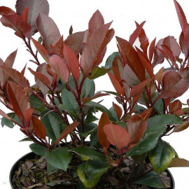 Photinia fraseri 'Little Red Robin' - "Laurier" nain à feuilles rouges