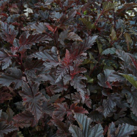 Physocarpus opulifolius 'Red Baron' - Physocarpe pourpre à feuilles de Viorne - Bois rouge aux 7 écorces