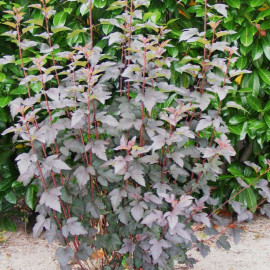Physocarpus opulifolius 'Red Baron' - Physocarpe pourpre à feuilles de Viorne - Bois rouge aux 7 écorces
