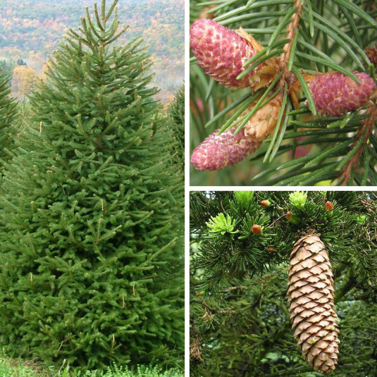 Picea abies excelsa - Epicea commun - Sapin Rouge - Arbre de Noël