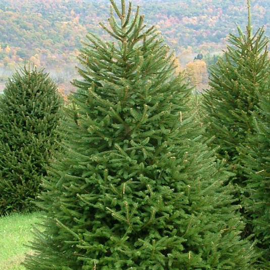 Epicea commun - Vente Arbre de Noël - Sapin Rouge - Picea abies excelsa
