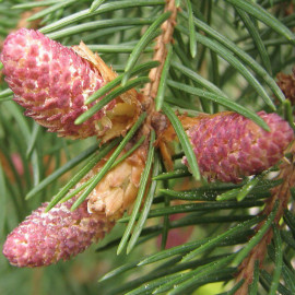 Picea abies excelsa - Epicea commun - Sapin Rouge - Arbre de Noël