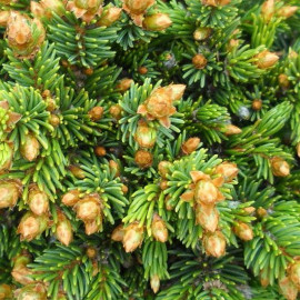Picea abies 'Ohlendorfii' - Epicea d'Ohlendorf - Sapin buisson