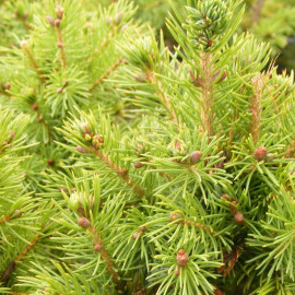 Picea glauca 'Conica' - Epicéa glauque en cône - Sapinette blanche