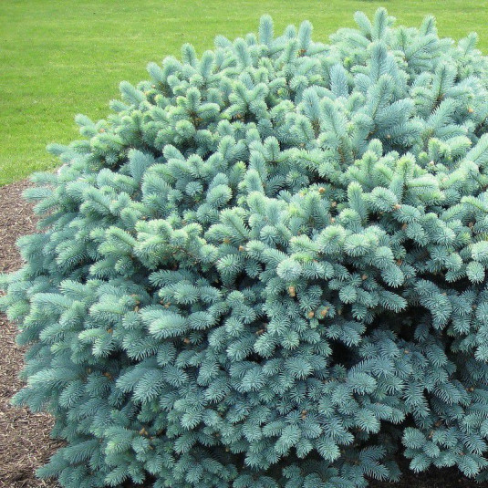 Picea pungens 'Glauca Globosa' - Epicéa du Colorado - Sapin bleu globuleux