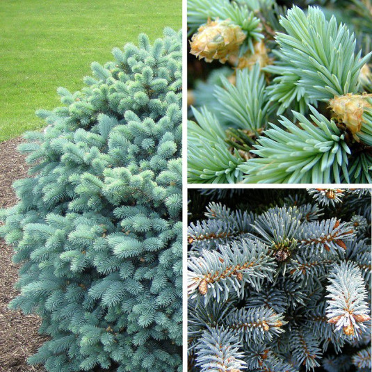 Sapin bleu globuleux Vente Picea pungens 'Glauca Globosa' Epicéa du — free download