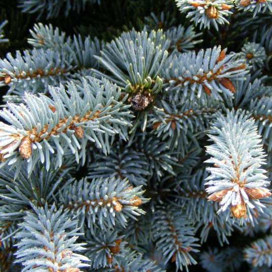 Sapin bleu globuleux Vente Picea pungens 'Glauca Globosa' Epicéa du — free download